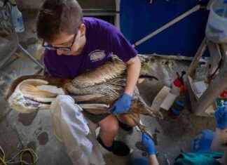 Mental Health Struggle: L.A. Lifeguards Amid Beach Algae Bloom mental-health-struggle-la-lifeguards-amid-beach-algae-bloom