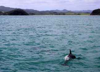 Miami Dolphins vs Los Angeles Rams Match Player Stats Miami Dolphins vs Los Angeles Rams Match Player Stats