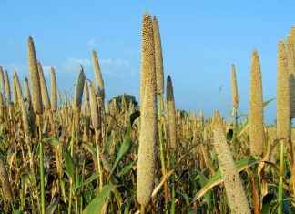 Mikimoto Pearl Necklace: Why It’s Worth the Investment Mikimoto Pearl Necklace: Why It’s Worth the Investment