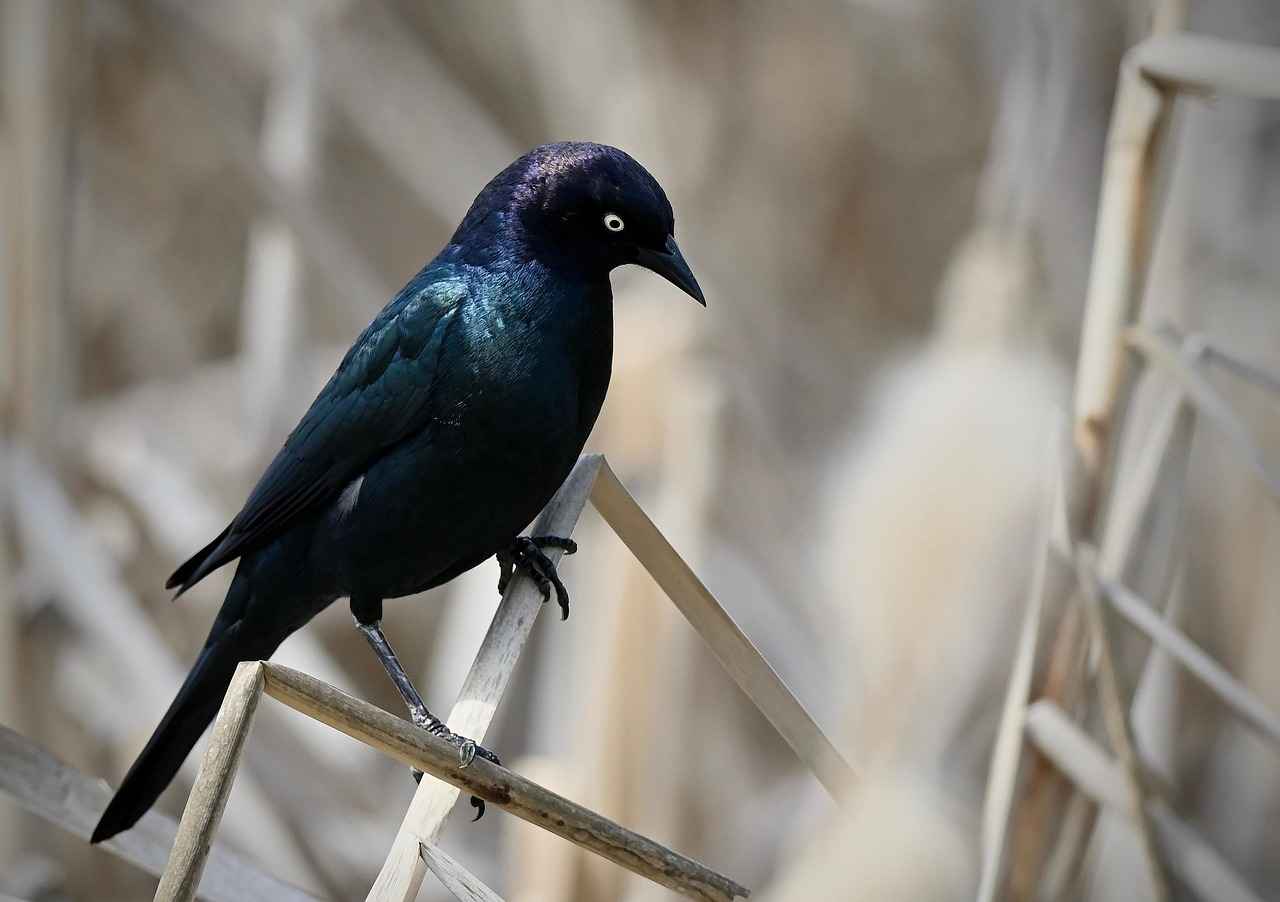 Milwaukee Brewers vs. St. Louis Cardinals: Key Performers and Stats 3 Key Players in the Cardinals’ Lineup