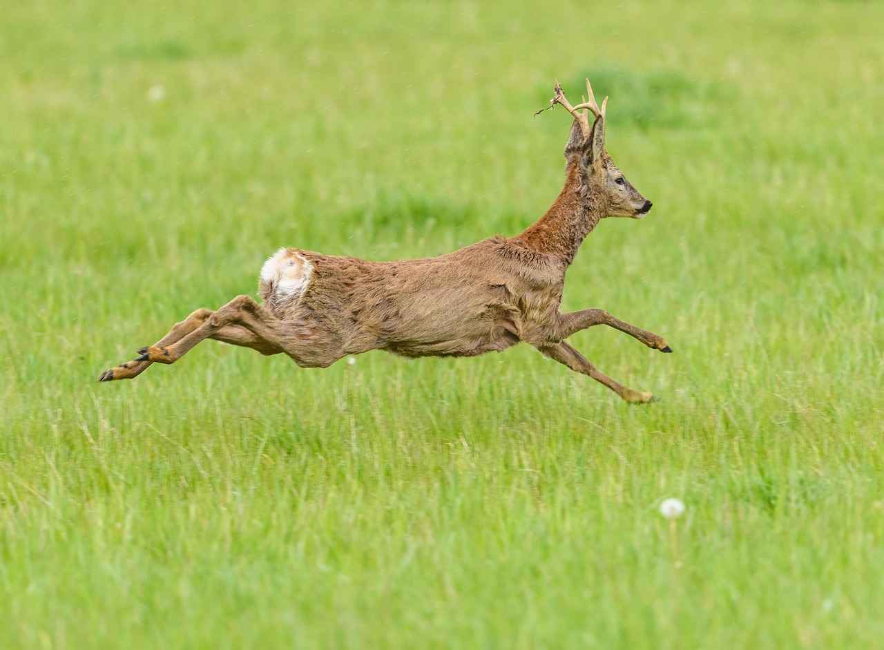 Milwaukee Bucks vs Brooklyn Nets Match Player Stats 1 Overview of the Match