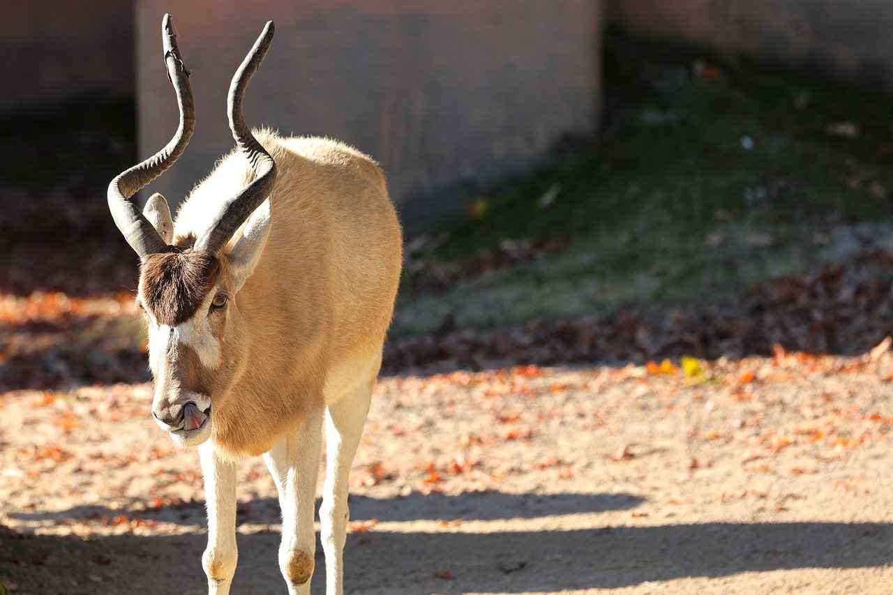 Milwaukee Bucks vs Brooklyn Nets Match Player Stats 2 Key Player Performances