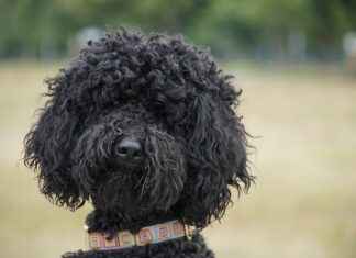 Mini Poodle Haircut Styles: The Cutest Grooming Ideas for Your Pup Mini Poodle Haircut Styles: The Cutest Grooming Ideas for Your Pup