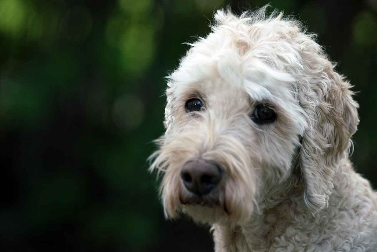 Mini Poodle Haircut Styles: The Cutest Grooming Ideas for Your Pup 5 What Are the Benefits of Professional Grooming?