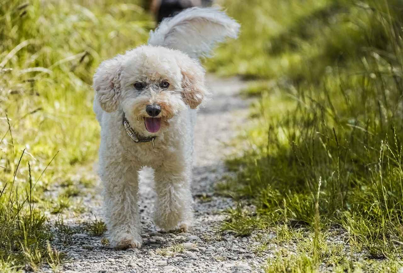 Mini Poodle Haircut Styles: The Cutest Grooming Ideas for Your Pup 3 What Are the Best Grooming Tools for Mini Poodles?