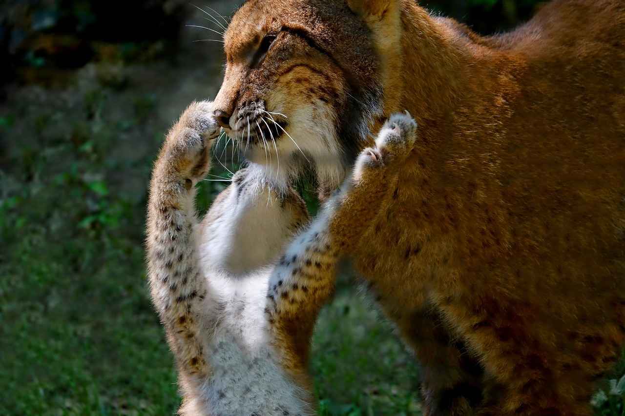 Minnesota Lynx vs. Indiana Fever: Key Players and Stats Breakdown 5 Head-to-Head Statistics