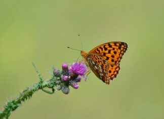 Mother of Pearl Clover Necklace: The Symbolism Behind This Elegant Piece Mother of Pearl Clover Necklace: The Symbolism Behind This Elegant Piece