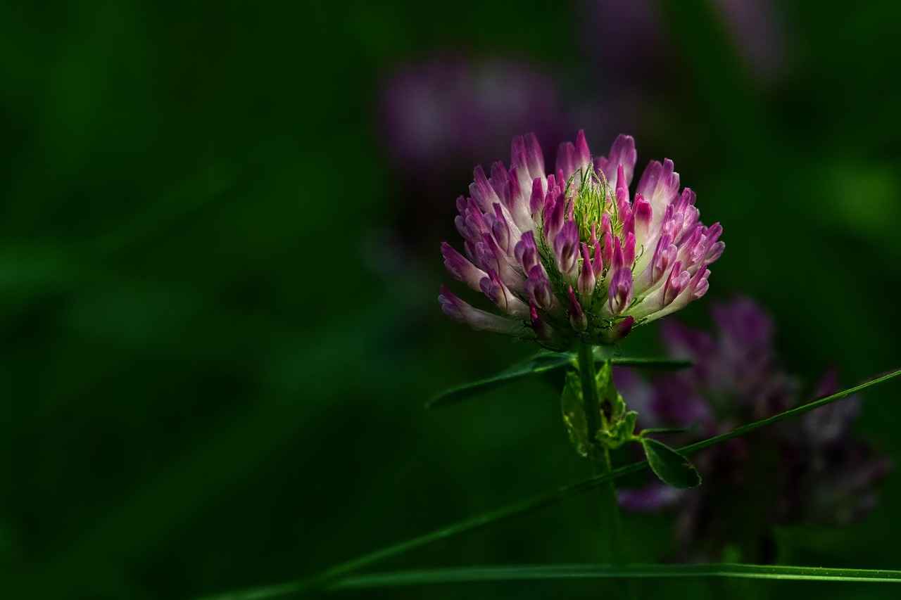 The Symbolism of the Clover