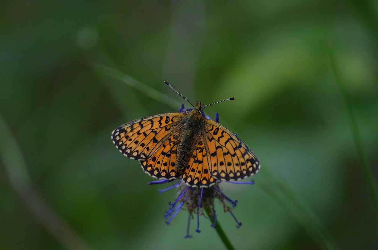 Mother of Pearl Necklace: A Guide to This Unique Gemstone 11 Trends in Mother of Pearl Jewelry