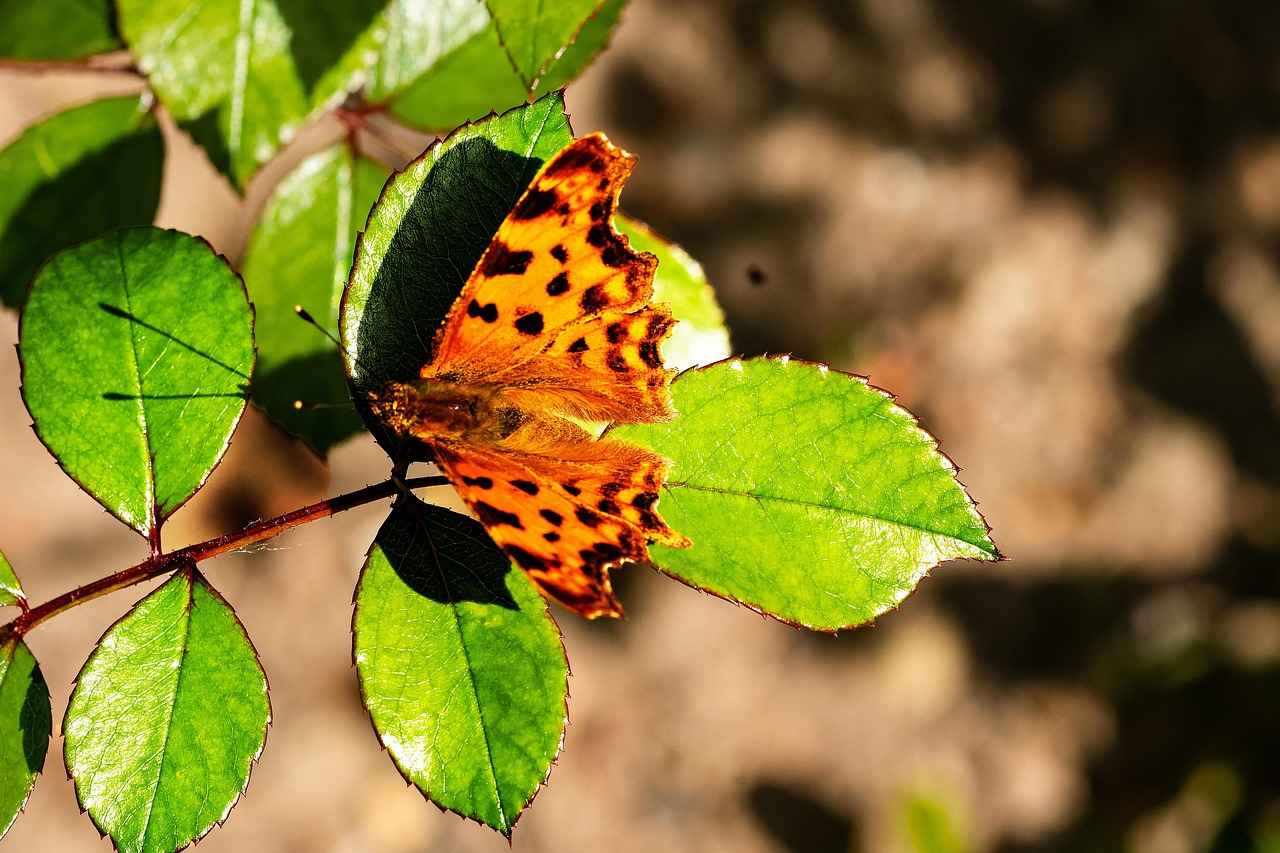 Mother of Pearl Necklace: A Guide to This Unique Gemstone 4 Benefits of Wearing Mother of Pearl Necklaces
