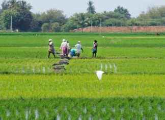 Improving Labour Efficiency Through Diversified Activities mproving-labour-efficiency-through-diversified-activities