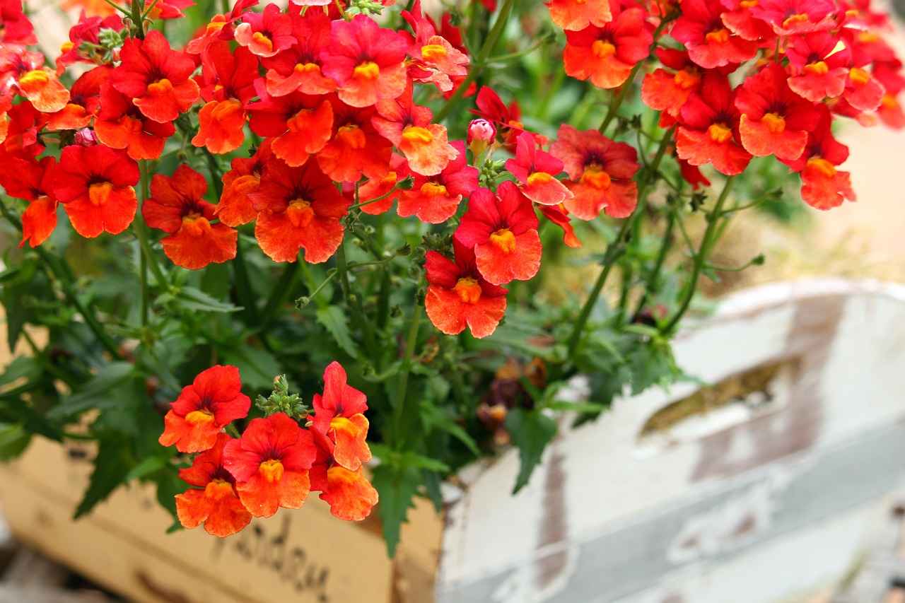 Content Diversity and Genre Preferences