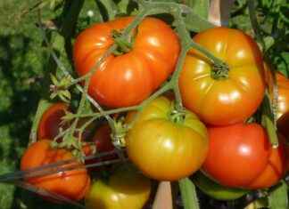 Must-Have Vegetable Choppers for Busy Families Must-Have Vegetable Choppers for Busy Families