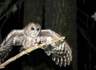 Narrowing Endangered Species Act: Redefining ‘Harm’ Under Trump Administration narrowing-endangered-species-act-redefining-harm-under-trump-administration