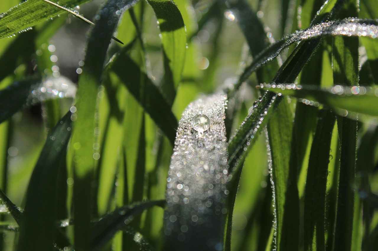 The Market for Natural Pearls Today