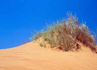 Navajo Pearl Necklace: The History and Beauty of Southwestern Jewelry Navajo Pearl Necklace: The History and Beauty of Southwestern Jewelry