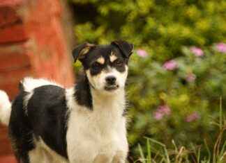 Nespresso Portable Coffee Makers: The Best Models for Espresso Lovers Nespresso Portable Coffee Makers: The Best Models for Espresso Lovers