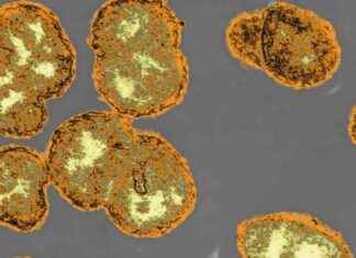 New Antibiotic Pill for Drug-Resistant Gonorrhea: Available Soon new-antibiotic-pill-for-drug-resistant-gonorrhea-available-soon