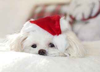 New Christmas Movies for Kids in 2024: Watch These Holiday Hits New Christmas Movies for Kids in 2024: Watch These Holiday Hits