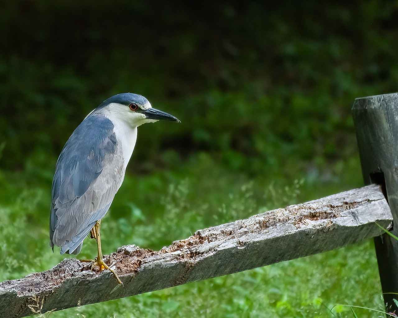 New England Patriots vs. New York Jets: Player Stats and Top Performers 5 Statistical Comparisons: Offense vs. Defense