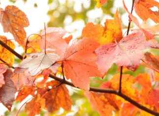 New England Revolution vs. Orlando City SC: Top Performers and Stats New England Revolution vs. Orlando City SC: Top Performers and Stats