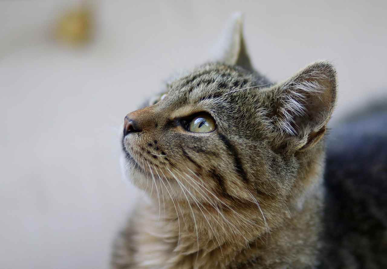 New Movies for Kids in 2025: A Sneak Peek of Upcoming Releases 1 1. Exciting Animated Features