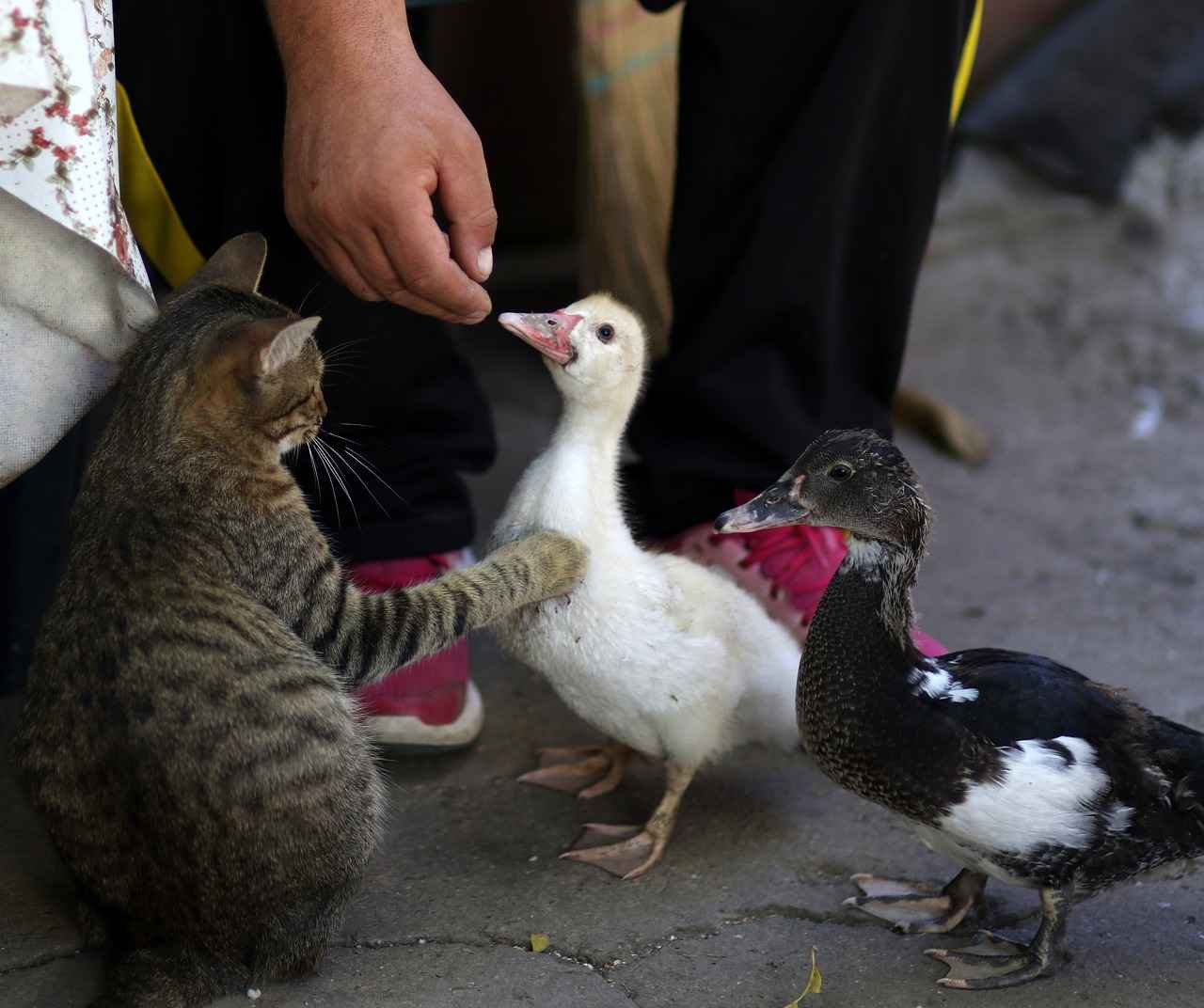 New Movies to Stream for Kids: Must-Watch Films of 2024 1 1. Exciting Animated Adventures