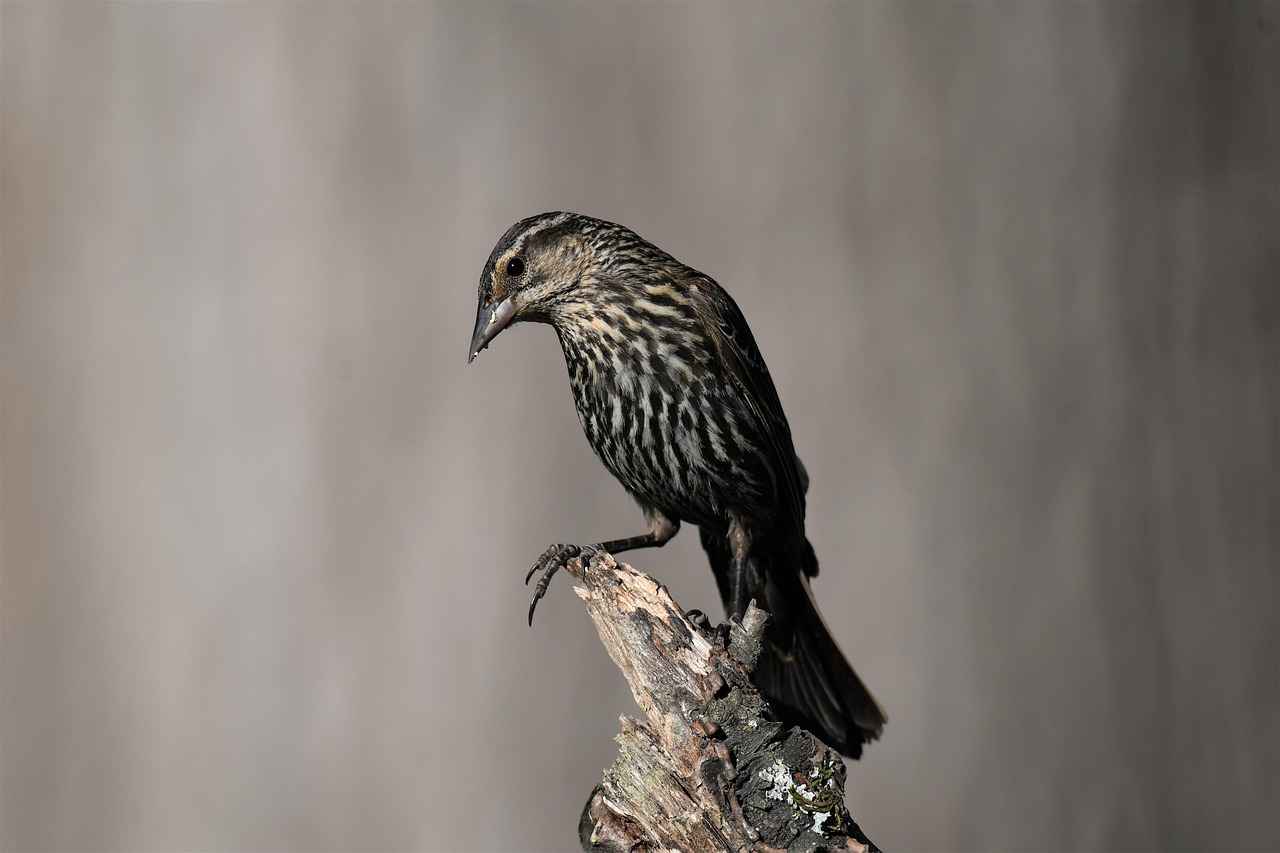 New York Yankees vs. Boston Red Sox: Player Stats and Highlights 8 Fan Experience: Attending a Yankees vs. Red Sox Game