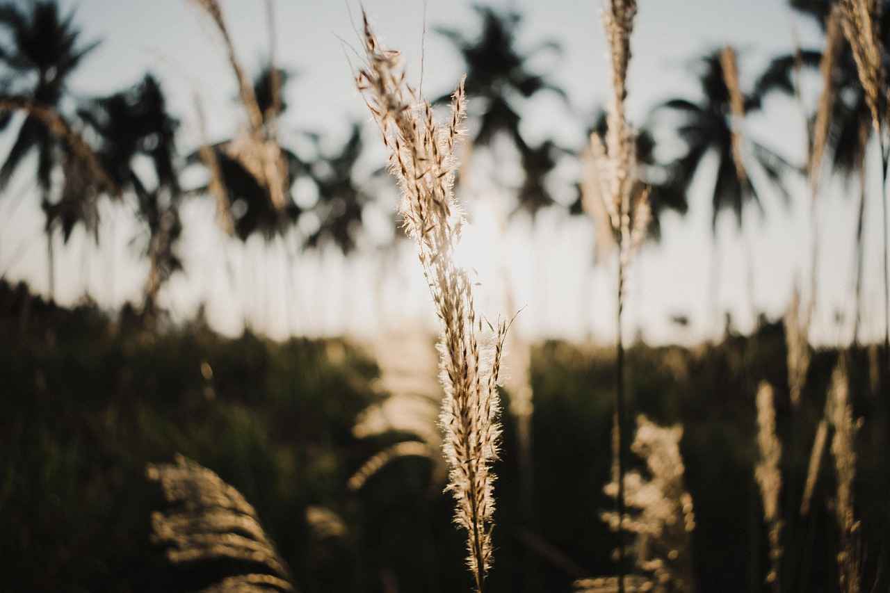 Key Features of NFL Game Pass