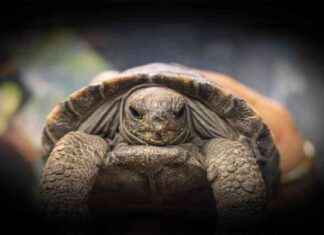 Oldest Galápagos Tortoise in Philadelphia Zoo Becomes First-Time Mother oldest-galpagos-tortoise-in-philadelphia-zoo-becomes-first-time-mother