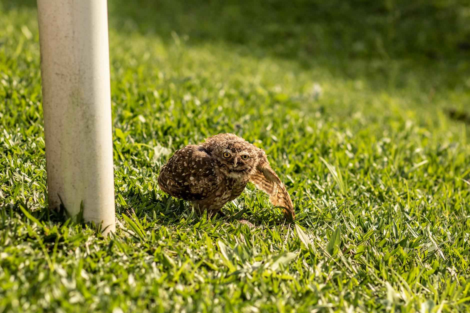 What is Otbelly Largo?