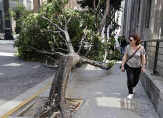 Outrage over Chainsawed Trees in Downtown LA Sparks Concerns outrage-over-chainsawed-trees-in-downtown-la-sparks-concerns
