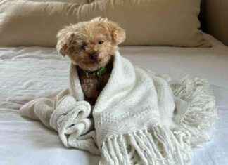 Owner of Pit Bull Sought After Fatal Attack in Santa Monica owner-of-pit-bull-sought-after-fatal-attack-in-santa-monica