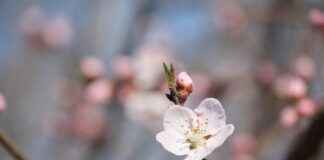 Peach Schnapps Cocktails: 5 Easy Drinks You’ll Love Peach Schnapps Cocktails: 5 Easy Drinks You’ll Love