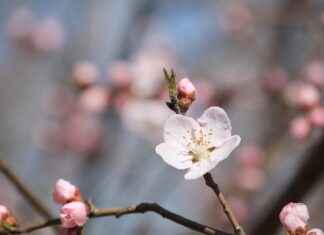 Peach Schnapps Cocktails: 5 Easy Drinks You’ll Love Peach Schnapps Cocktails: 5 Easy Drinks You’ll Love