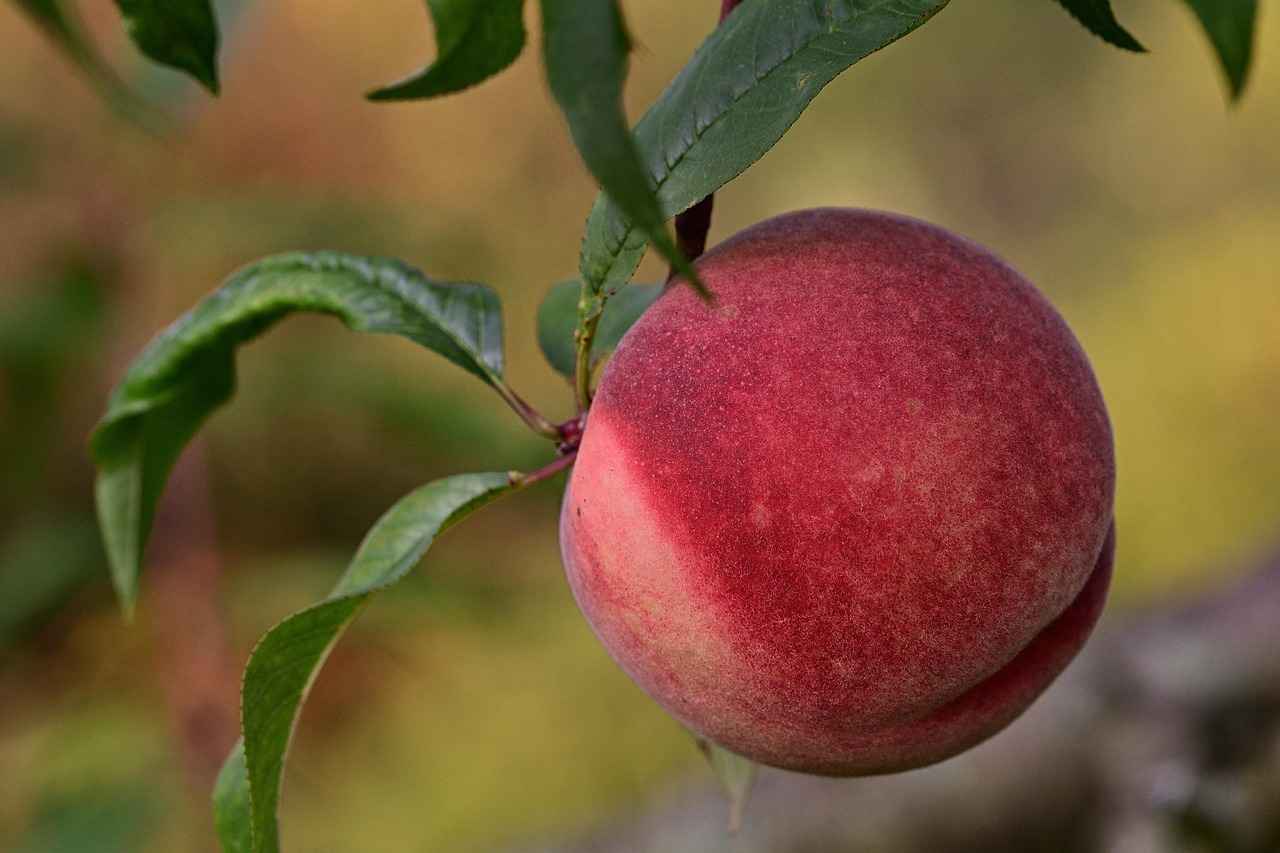 Peach Schnapps Cocktails: 5 Easy Drinks You’ll Love 3 What Are the Benefits of Using Peach Schnapps in Cocktails?