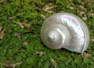 Pearl Charm Necklace: The Best Personalized Jewelry Ideas Pearl Charm Necklace: The Best Personalized Jewelry Ideas