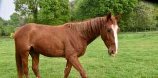 Peyton List Nude Rumors: Sorting Fact from Fiction Peyton List Nude Rumors: Sorting Fact from Fiction