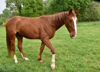 Peyton List Nude Rumors: Sorting Fact from Fiction Peyton List Nude Rumors: Sorting Fact from Fiction