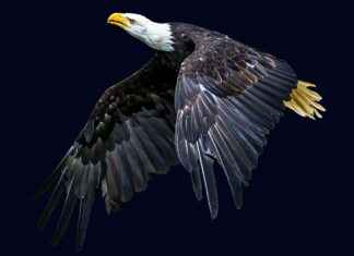 Philadelphia Eagles vs Bengals Match Player Stats Philadelphia Eagles vs Bengals Match Player Stats