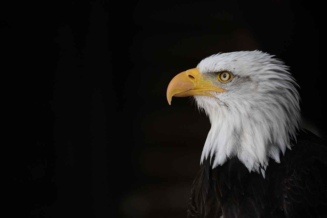 Philadelphia Eagles vs Dallas Cowboys Match Player Stats 9 Fan Engagement and Atmosphere