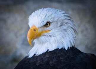 Philadelphia Eagles vs New Orleans Saints Match Player Stats Philadelphia Eagles vs New Orleans Saints Match Player Stats