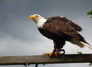 Philadelphia Eagles vs New York Giants Match Player Stats Philadelphia Eagles vs New York Giants Match Player Stats