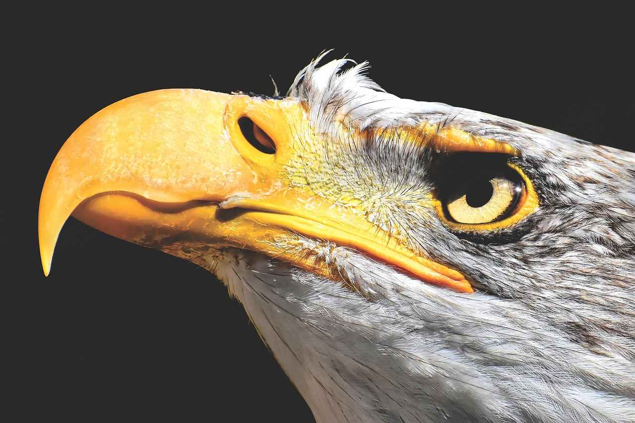 Key Players of the New York Giants