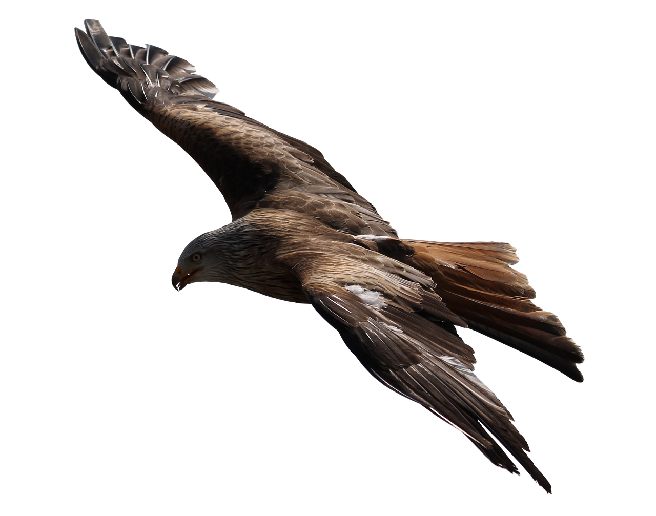 Offensive Strategies of the Eagles