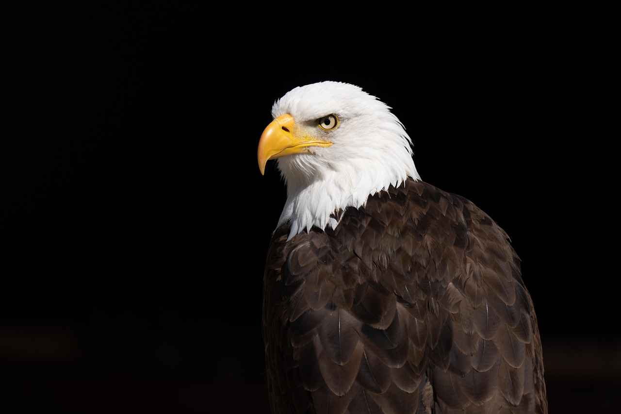 Philadelphia Eagles vs. Washington Commanders: Key Stats and Match Insights 5 Fan Engagement and Atmosphere