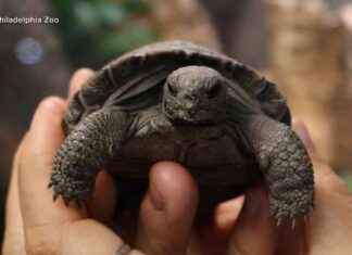 Philadelphia Zoo Names Baby Tortoises After ‘Golden Girls’ Characters philadelphia-zoo-names-baby-tortoises-after-golden-girls-characters