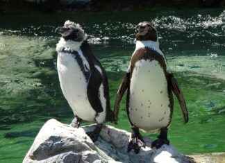 Pittsburgh Penguins vs. Washington Capitals: Game Recap and Player Highlights Pittsburgh Penguins vs. Washington Capitals: Game Recap and Player Highlights