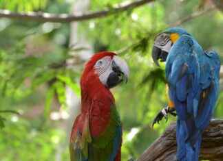 Pittsburgh Pirates vs. St. Louis Cardinals: Player Stats and Game Recap Pittsburgh Pirates vs. St. Louis Cardinals: Player Stats and Game Recap