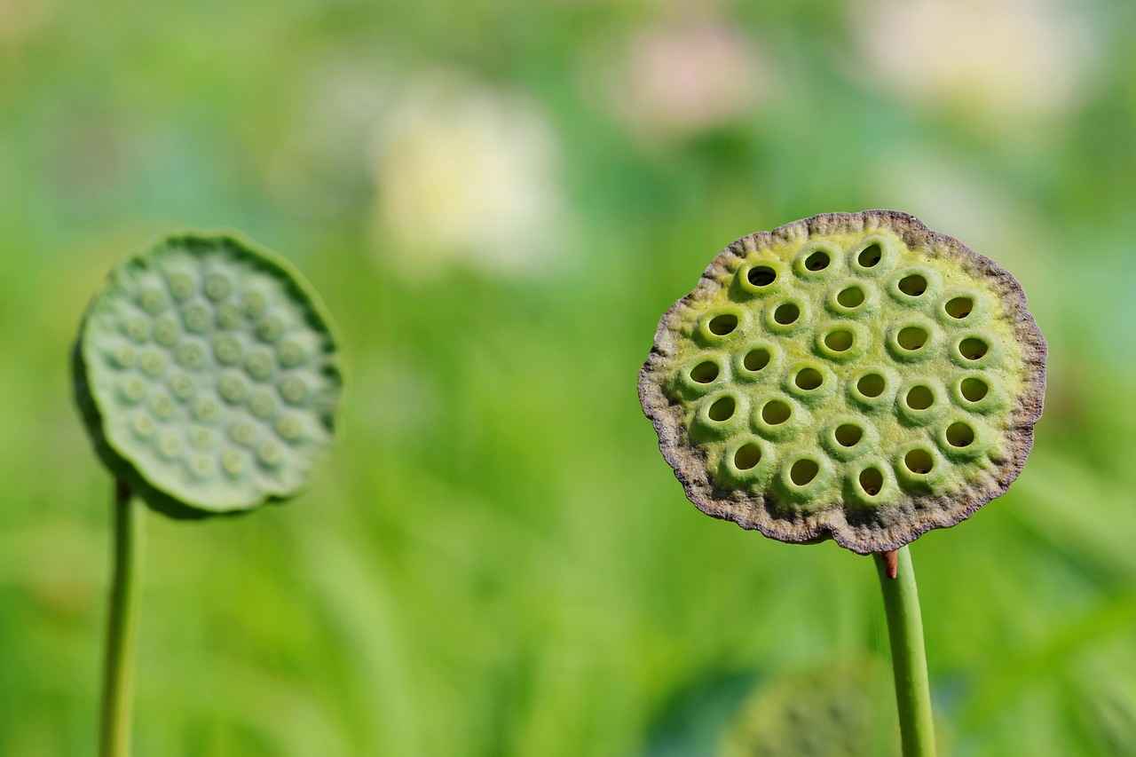 Are Pod Systems Better for Beginners?